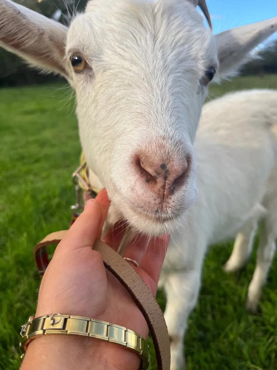 Goat - Image 1