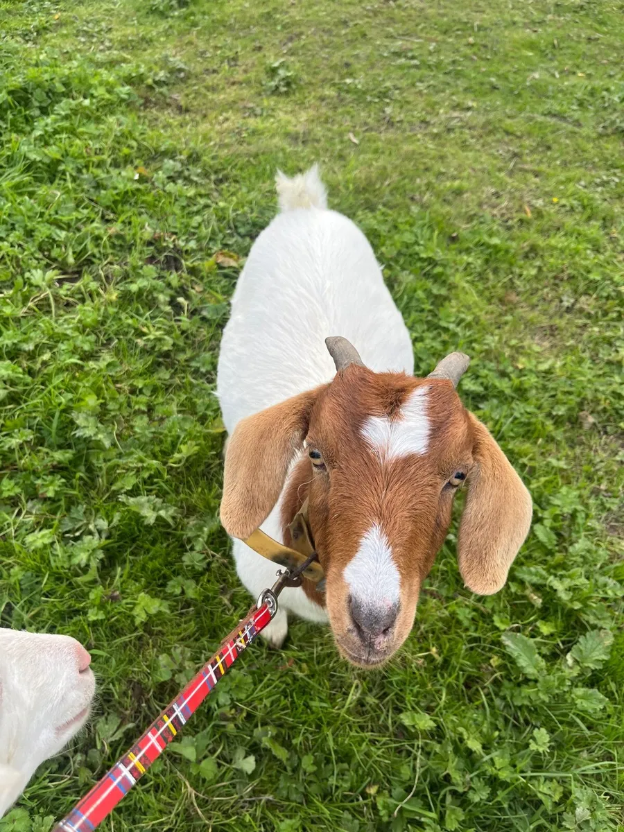 Goat - Image 2