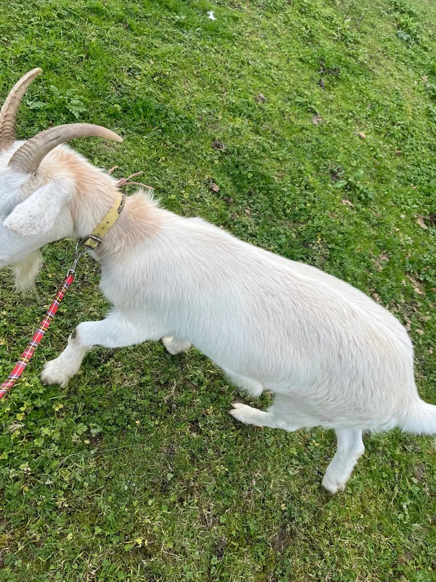 Goat - Image 3
