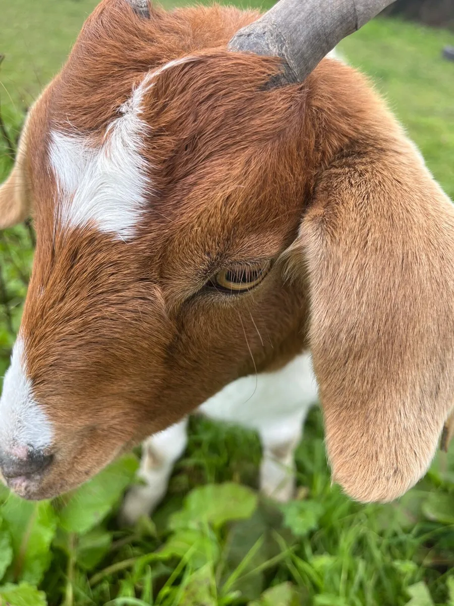 Goat - Image 4