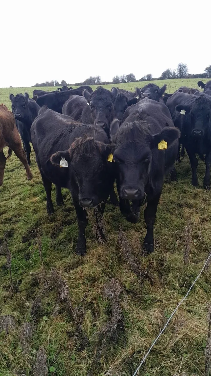 AAX Heifers - Image 1