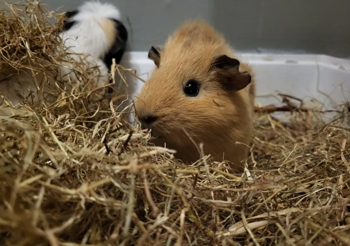 2 guinea pigs - Image 2
