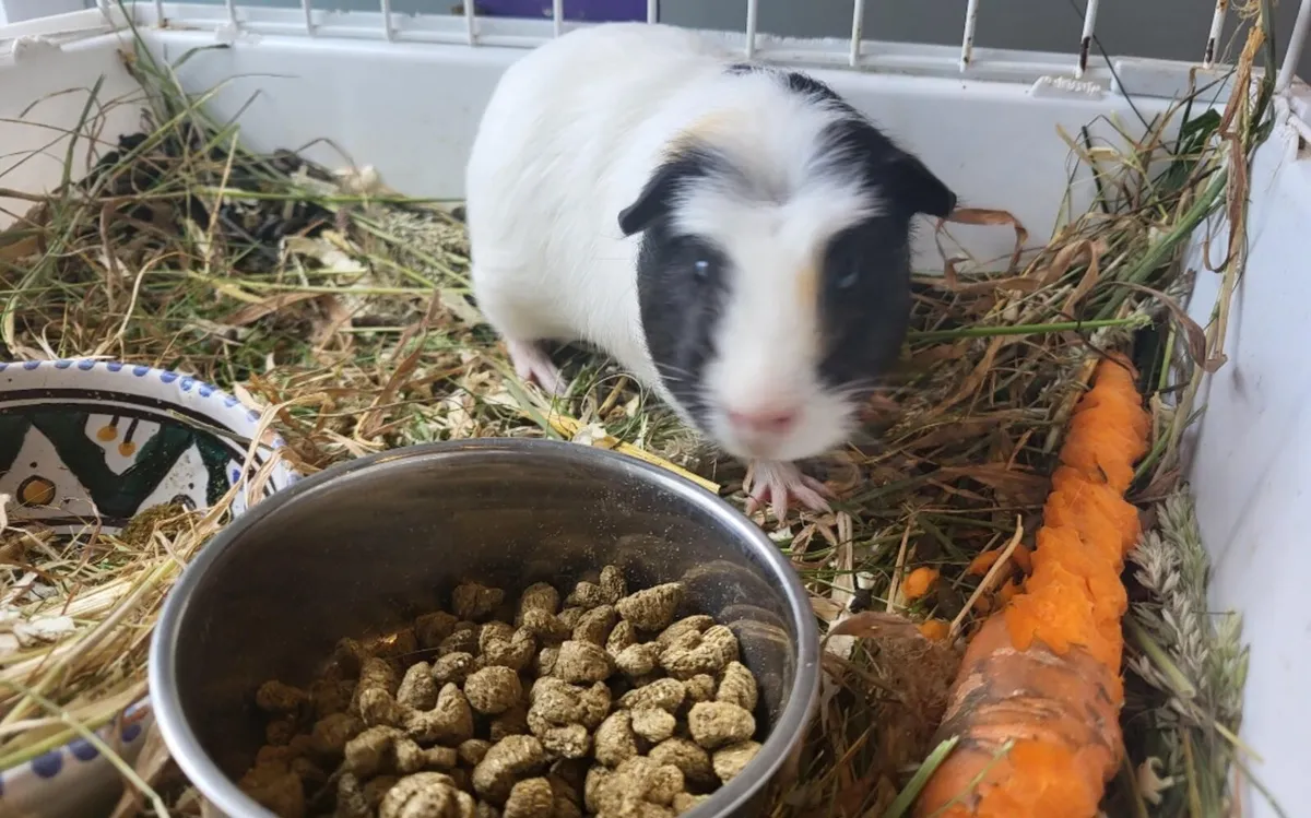 2 guinea pigs - Image 3