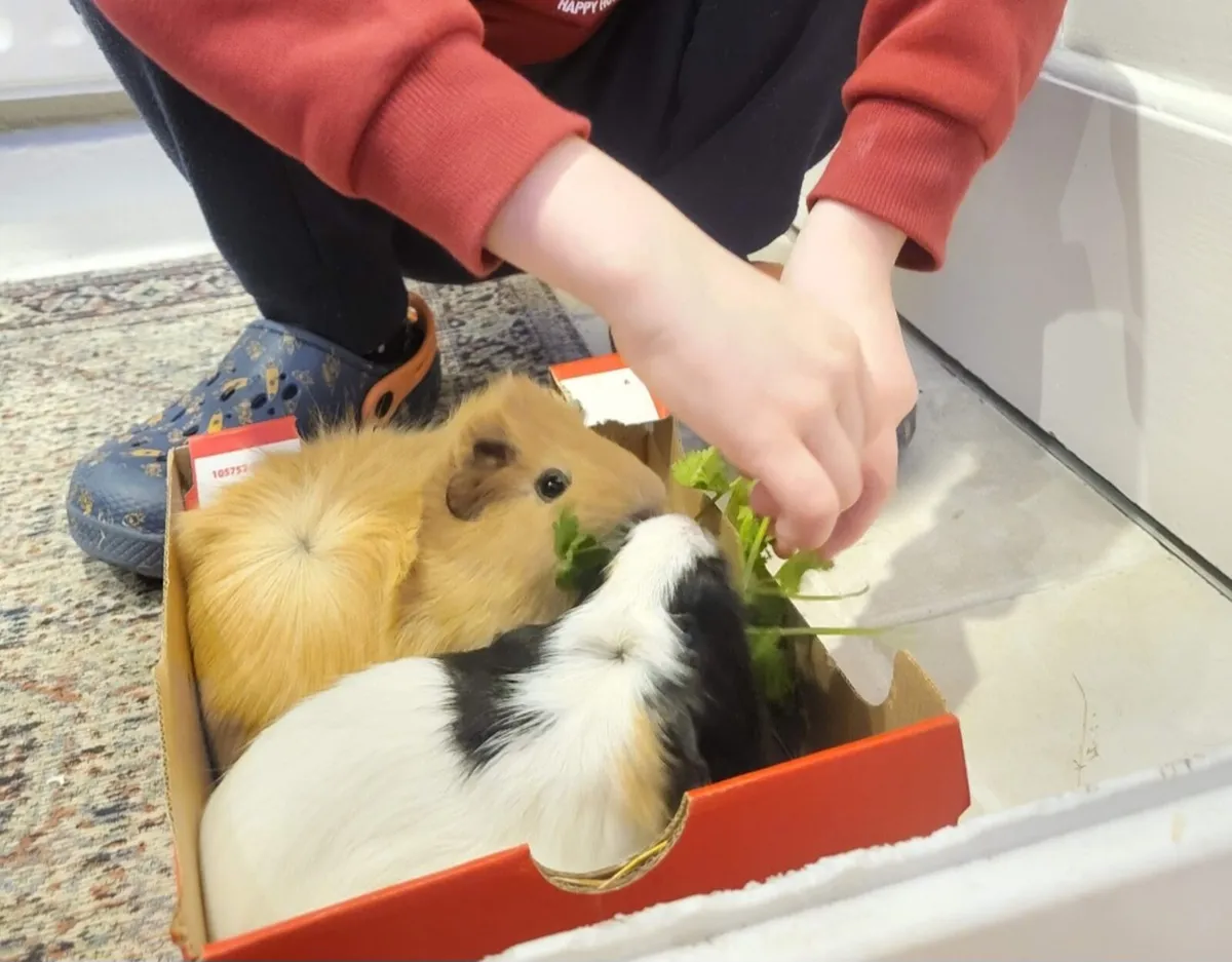 2 guinea pigs - Image 4