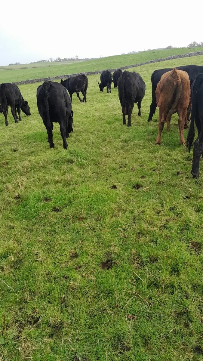 AAX Heifers - Image 2