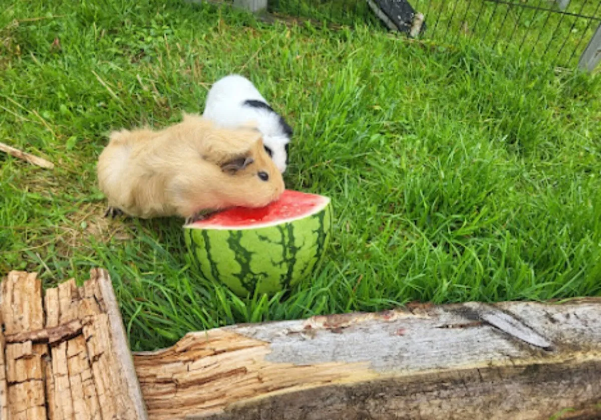 2 guinea pigs - Image 1