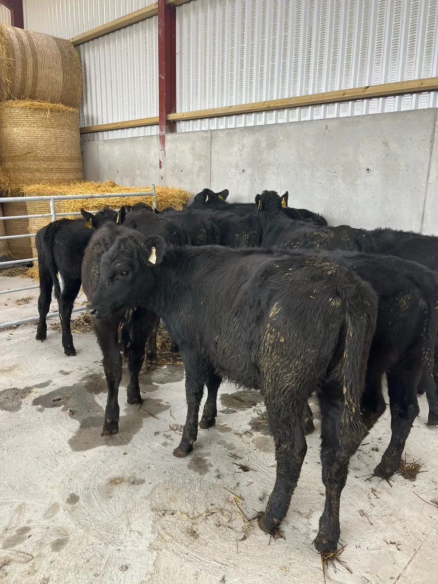 10 Angus heifers 220kg - Image 2