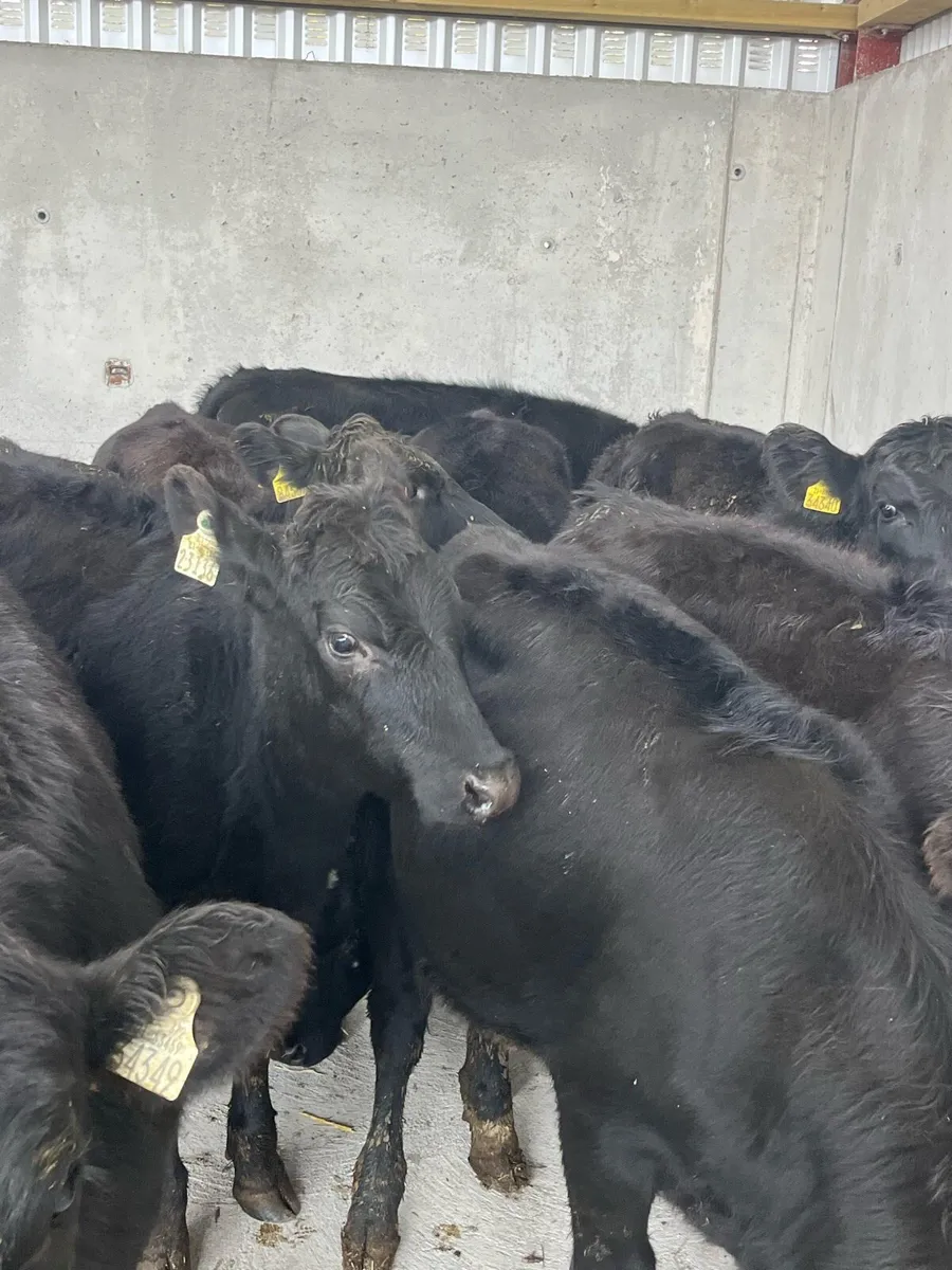10 Angus heifers 220kg - Image 3