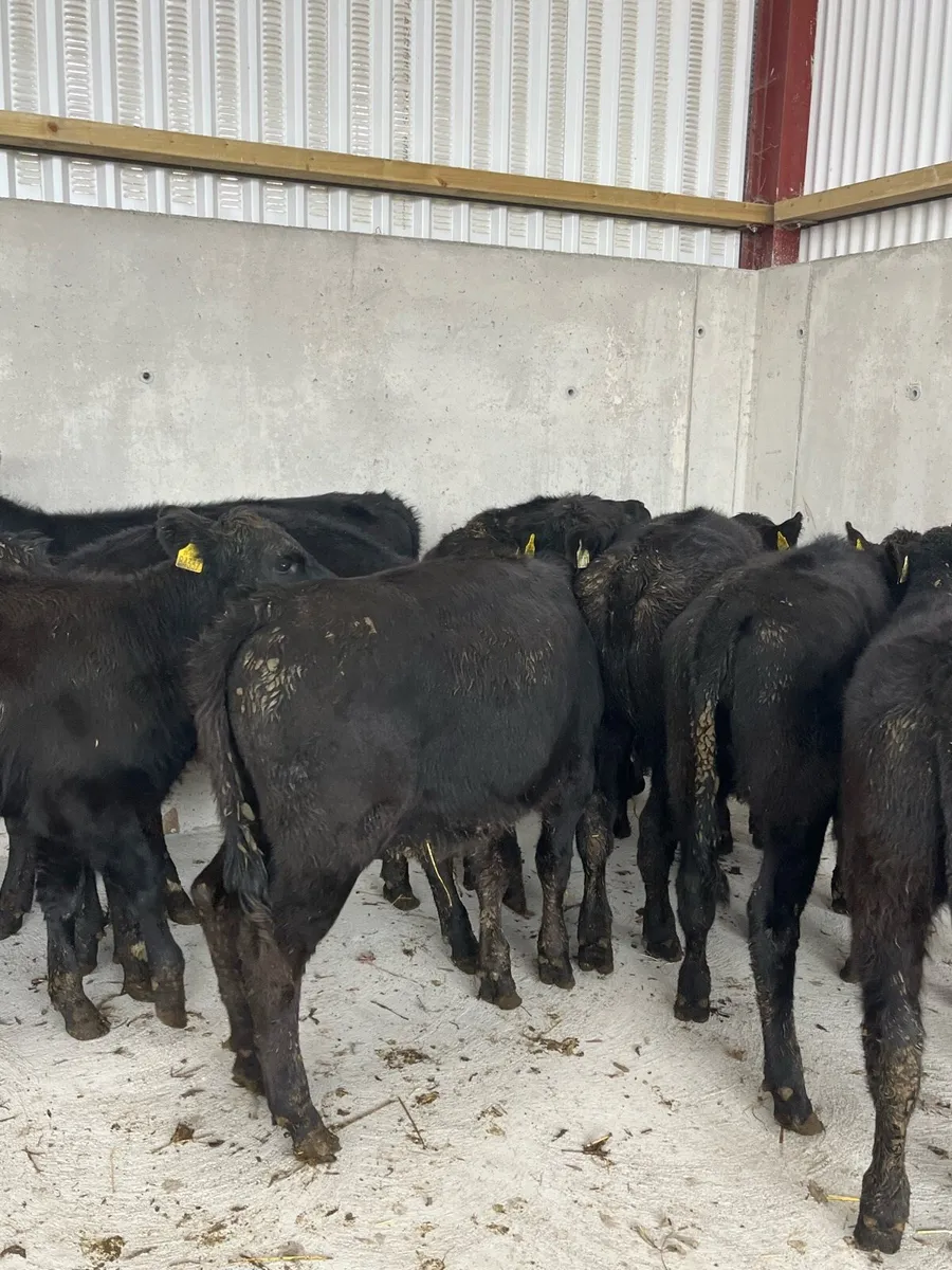 10 Angus heifers 220kg - Image 4