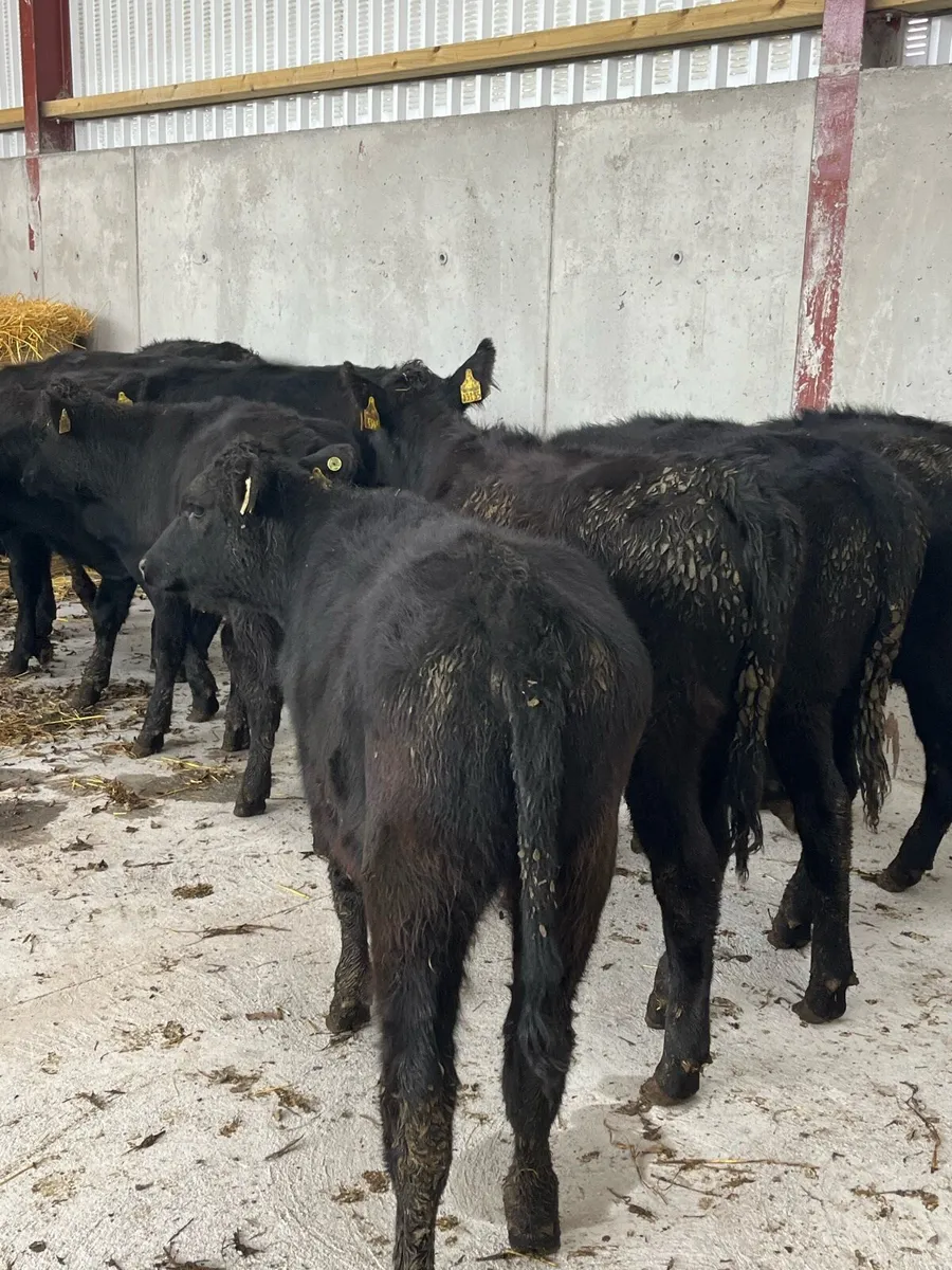 10 Angus heifers 220kg - Image 1