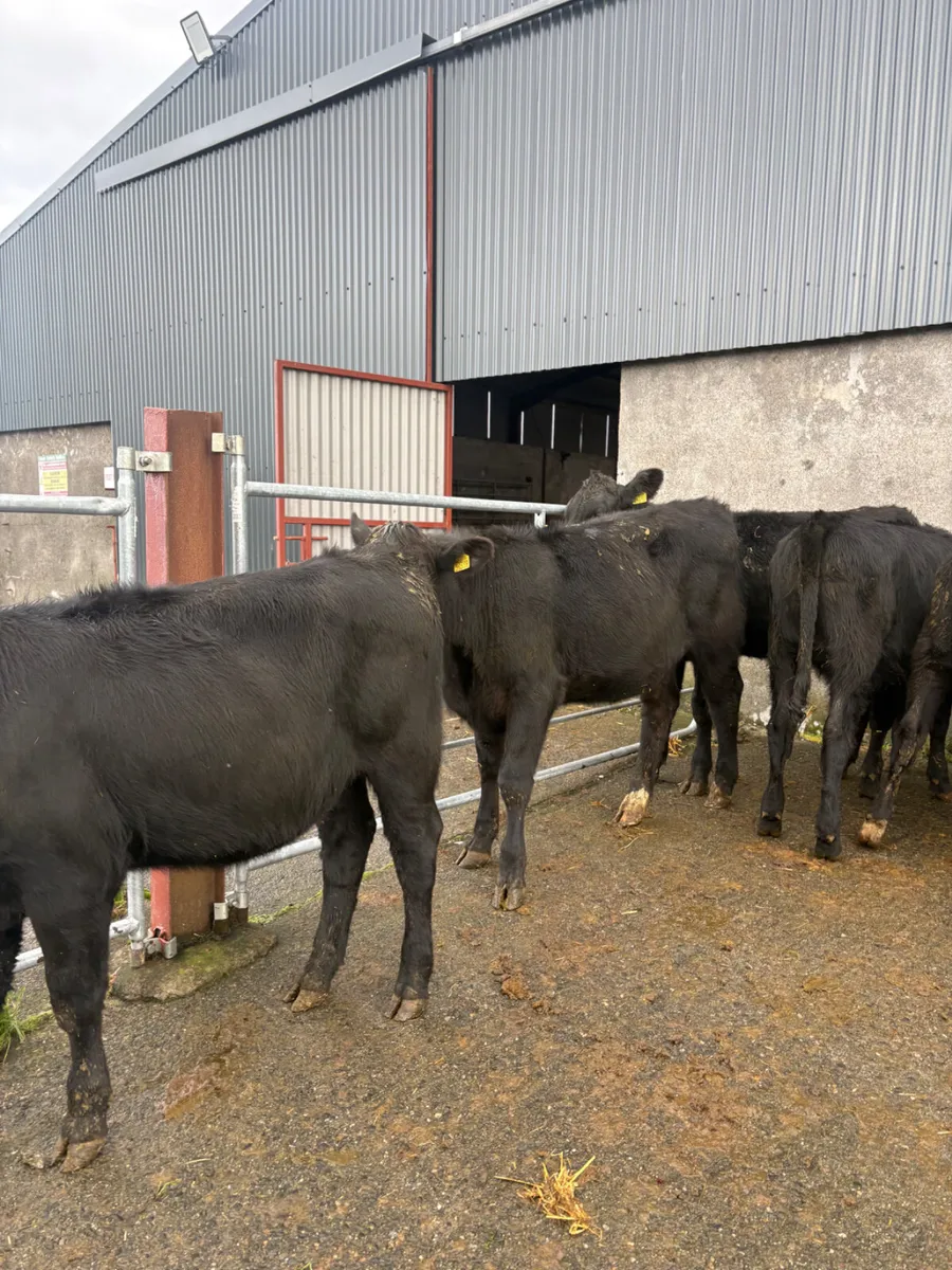Angus heifers born Feb 2026 - Image 2