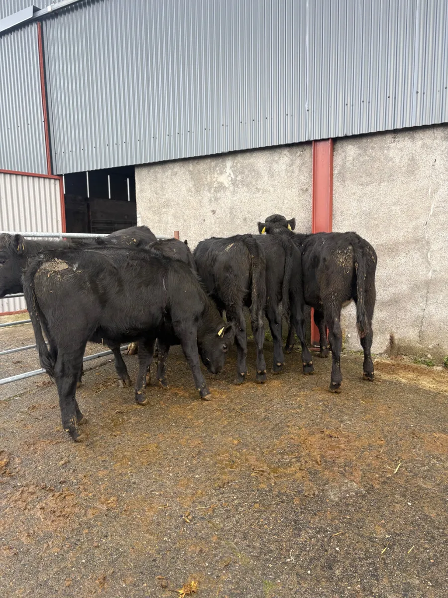 Angus heifers born Feb 2026 - Image 4