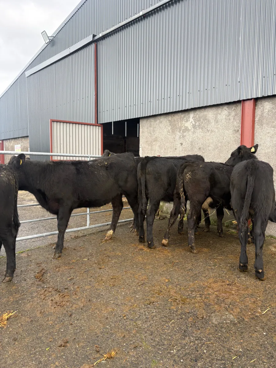 Angus heifers born Feb 2026 - Image 1
