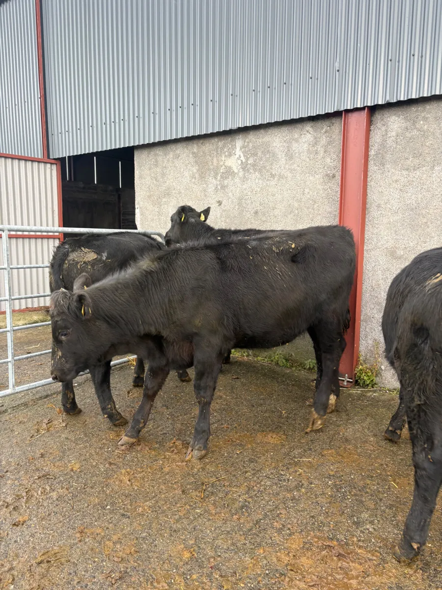 Angus heifers born Feb 2026 - Image 3