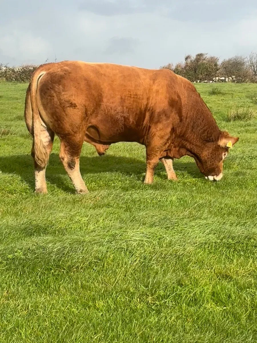 Bull - Image 1