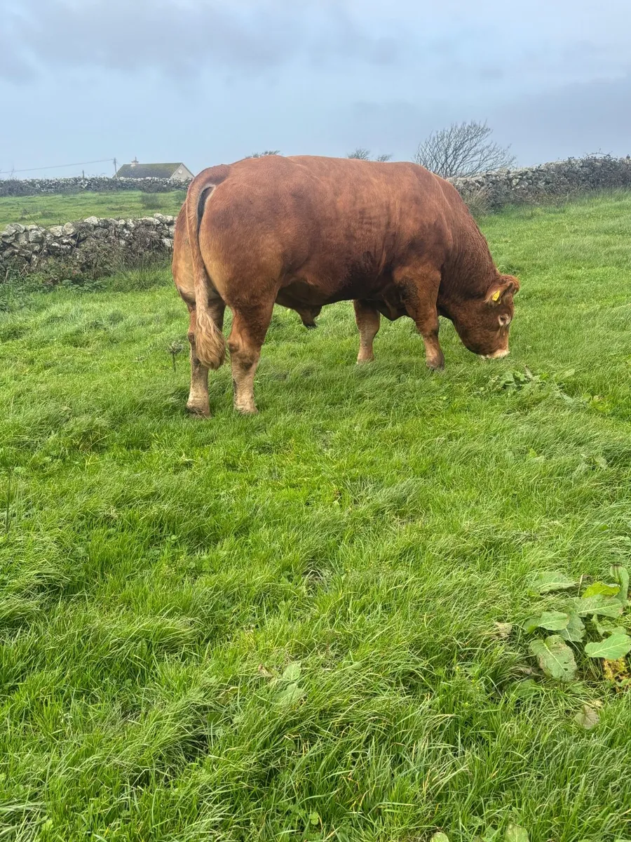 Bull - Image 2