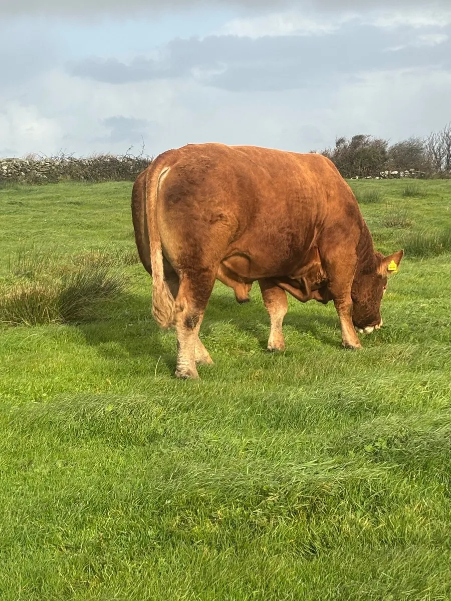 Bull - Image 3