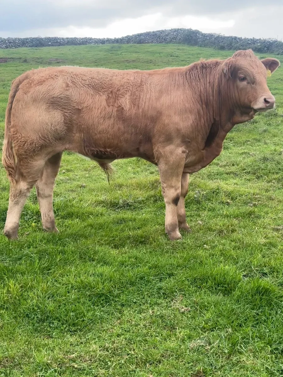 Bull - Image 4