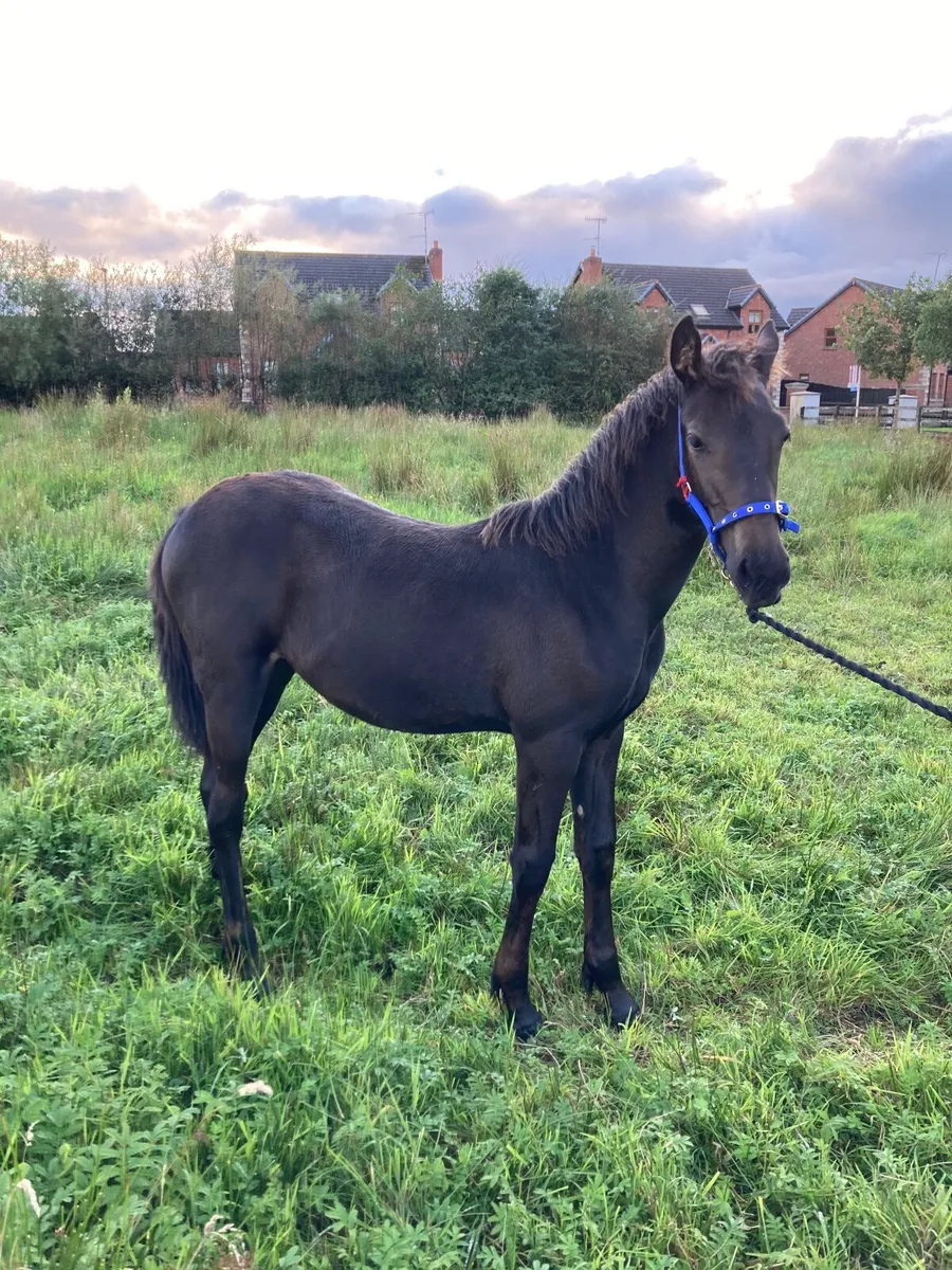 Black foal - Image 1