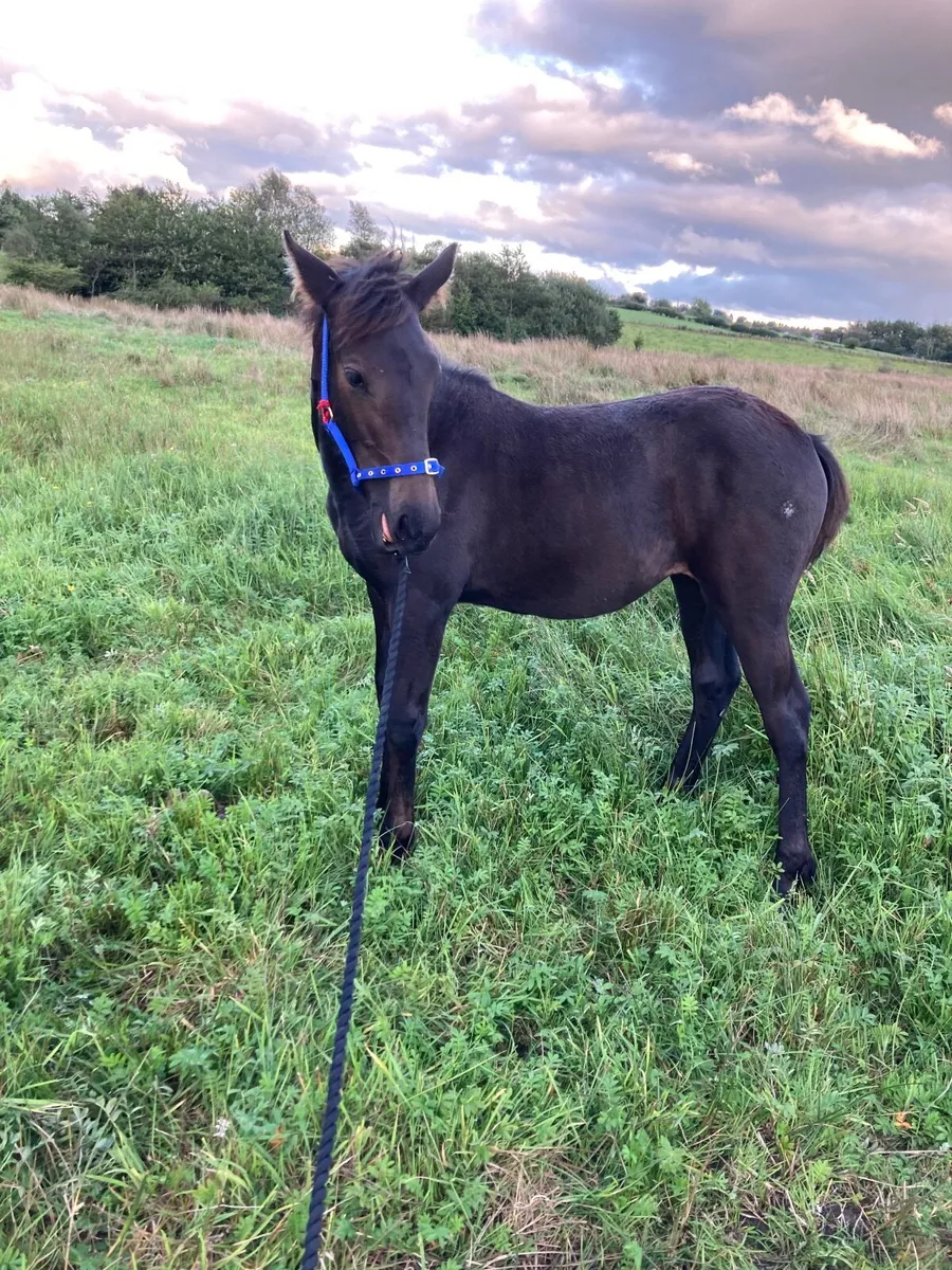 Black foal - Image 2
