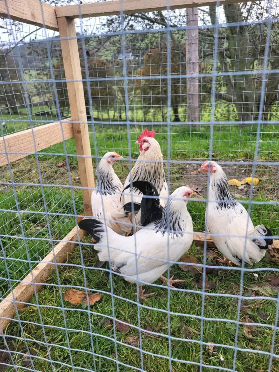 Sussex bantam - Image 1