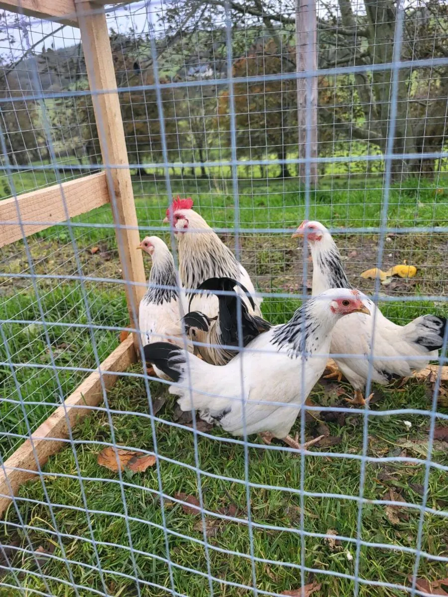 Sussex bantam - Image 2