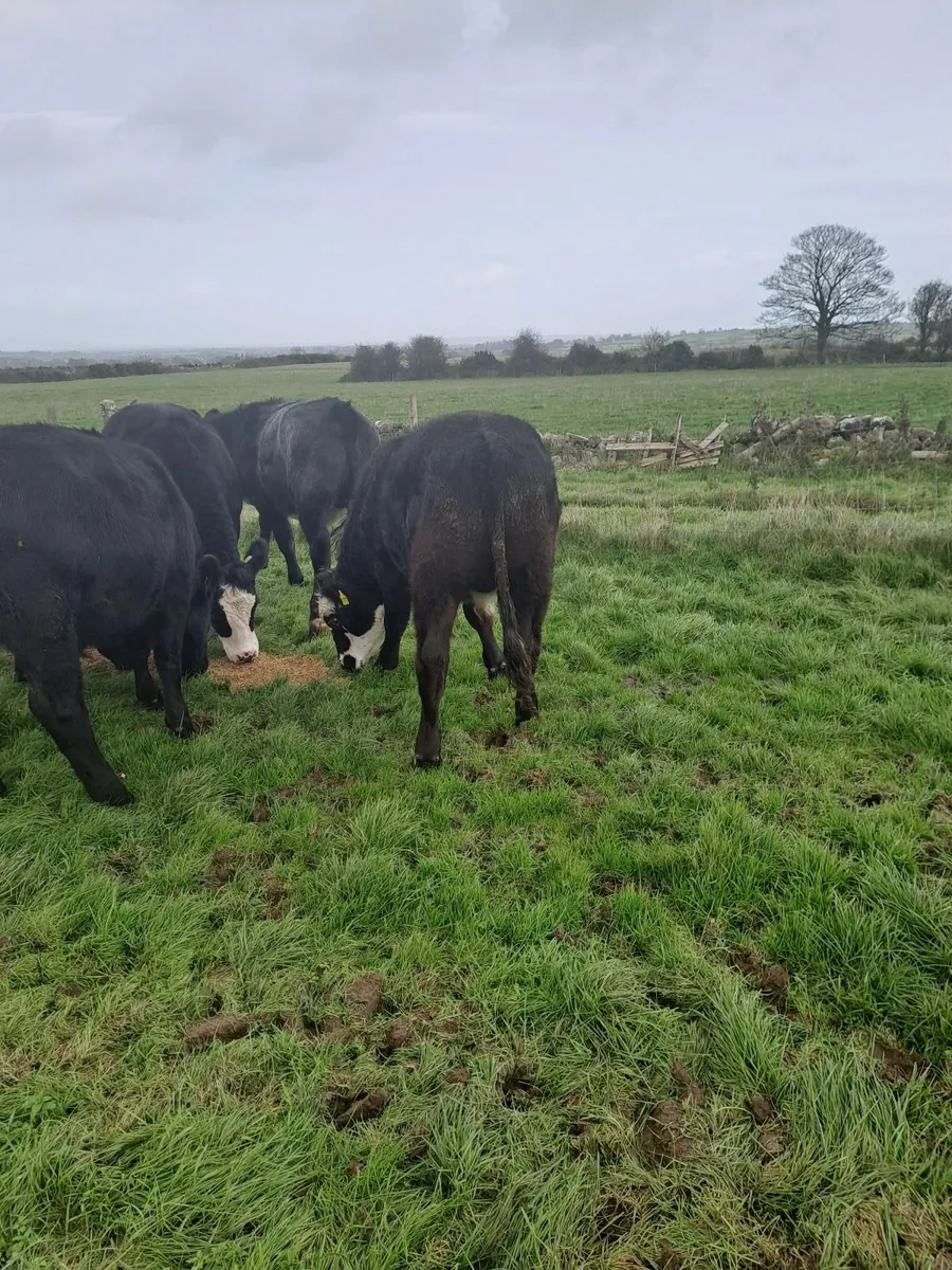 Bullocks - Image 2