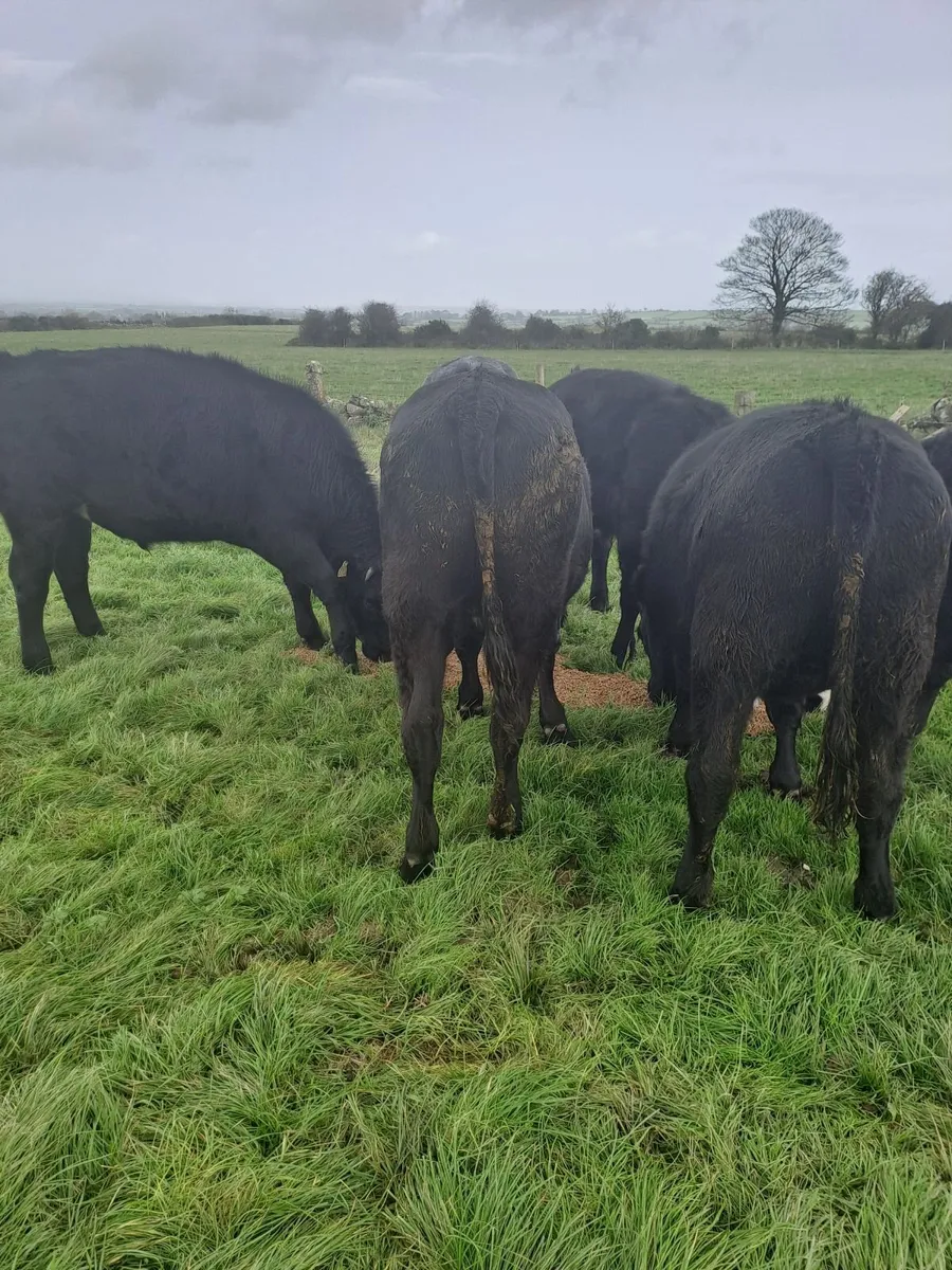 Bullocks - Image 3