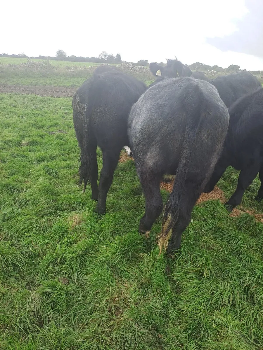 Bullocks - Image 4