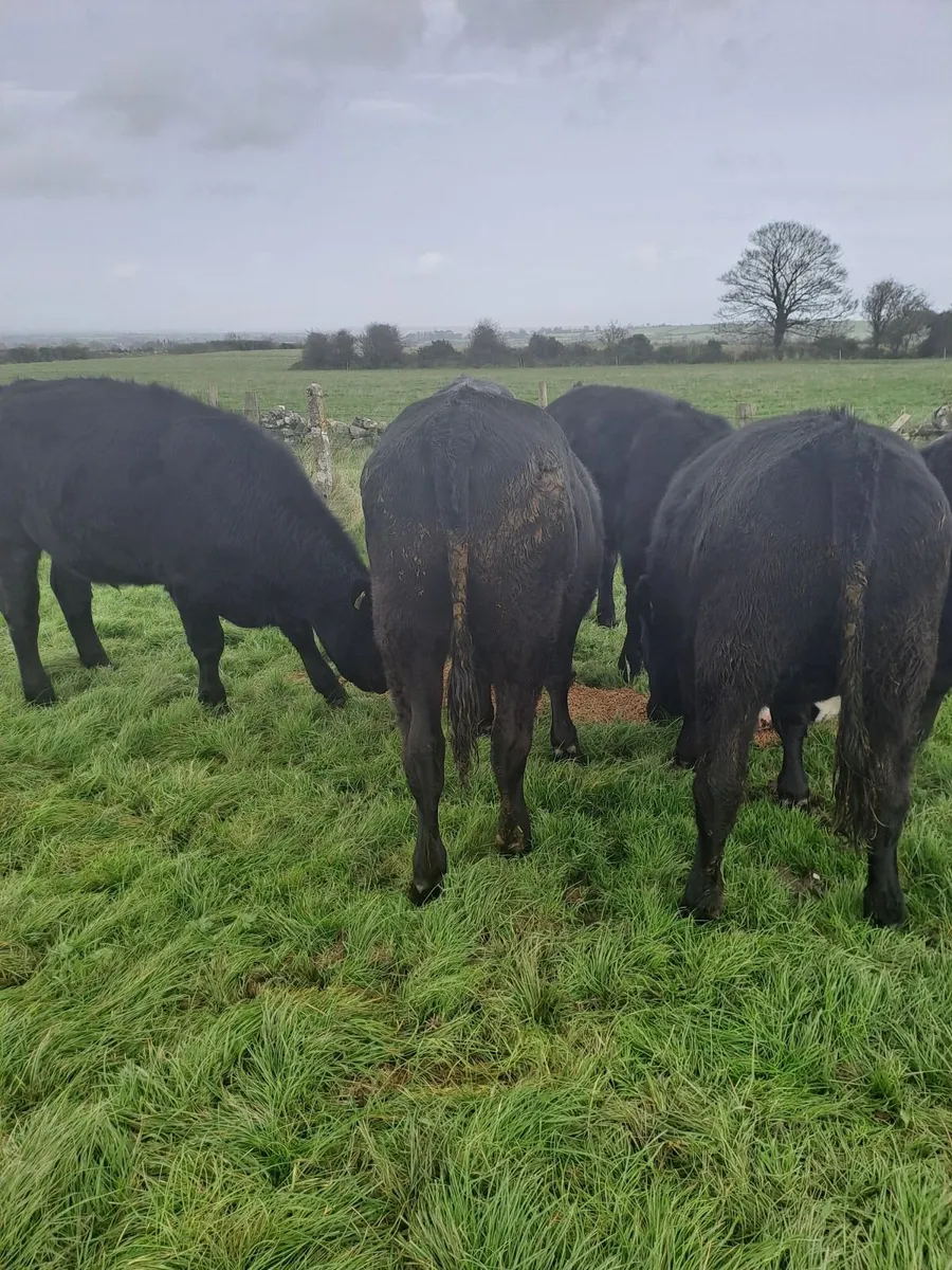 Bullocks - Image 1