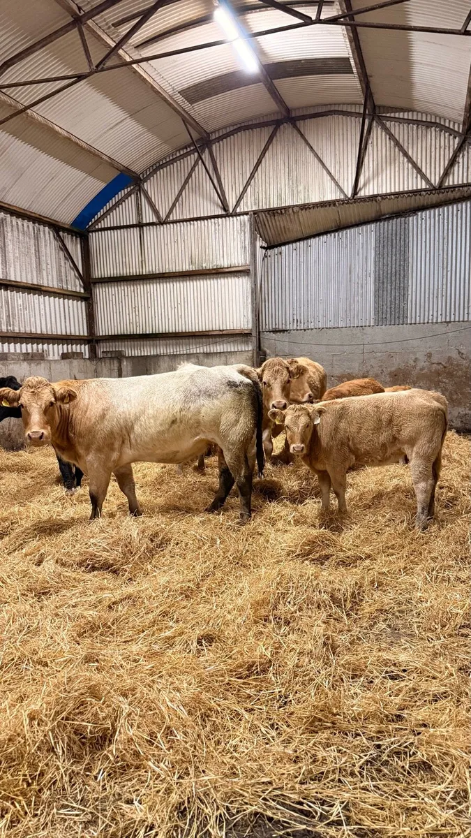 5⭐ Incalf cows with calfs at foot - Image 1