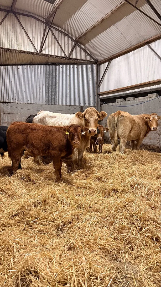 5⭐ Incalf cows with calfs at foot - Image 2
