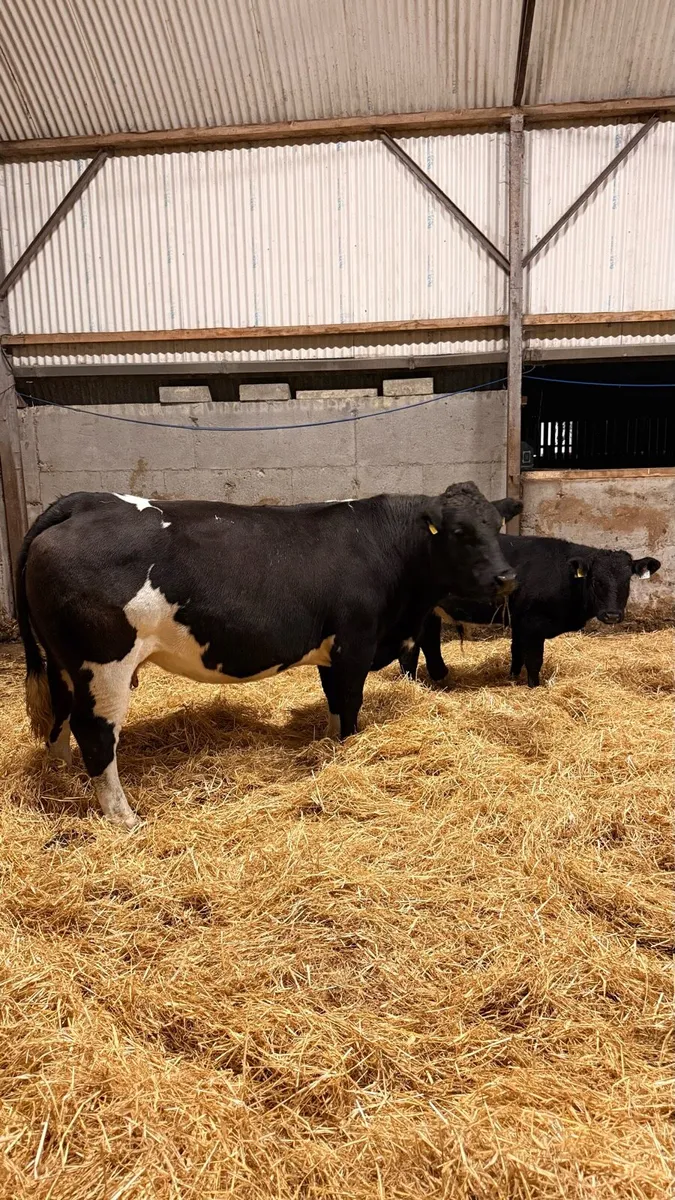 5⭐ Incalf cows with calfs at foot - Image 4