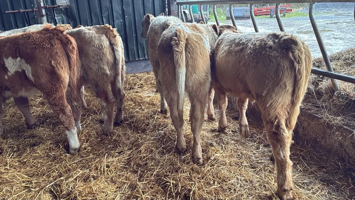 8 super charlaois heifer weanlings - Image 1