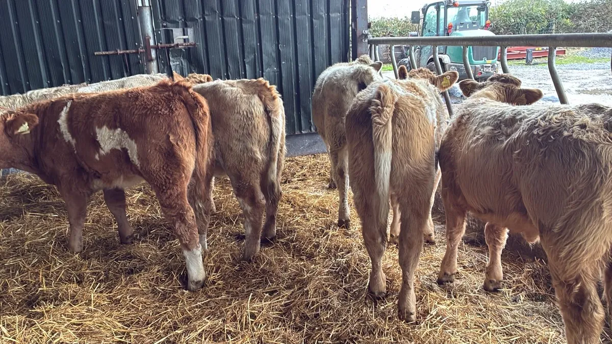 8 super charlaois heifer weanlings - Image 3