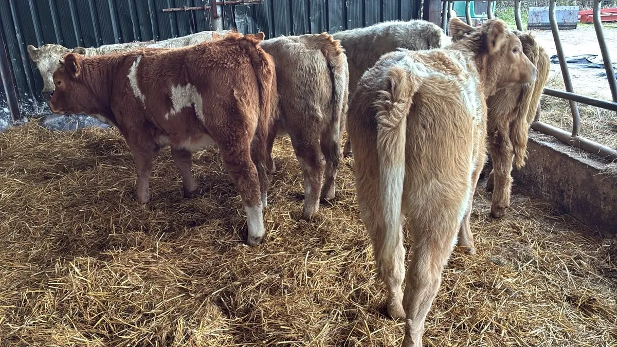 8 super charlaois heifer weanlings - Image 4