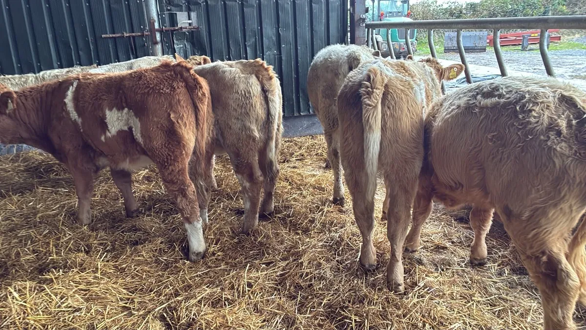 8 super charlaois heifer weanlings - Image 2