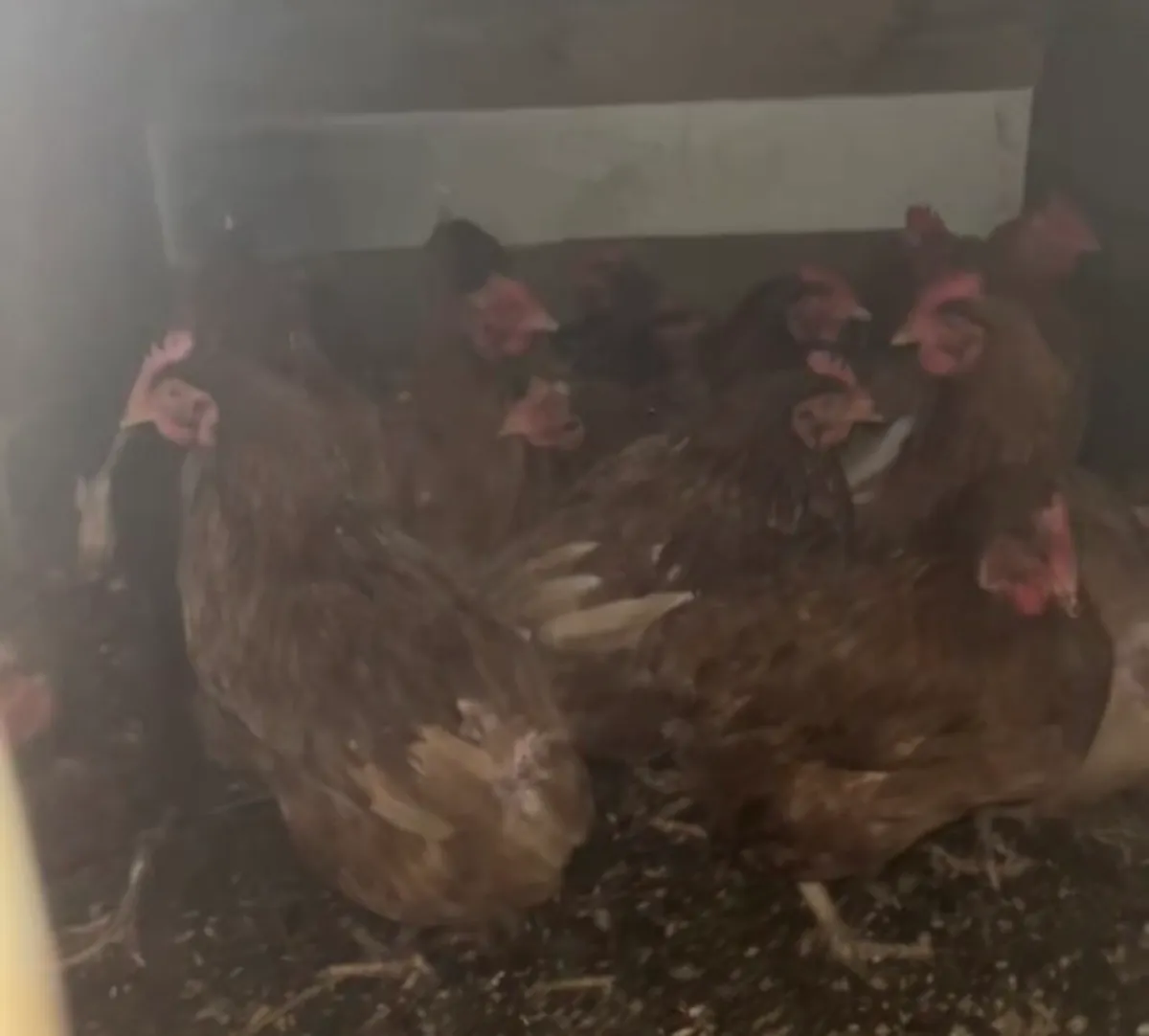 Year and half hens