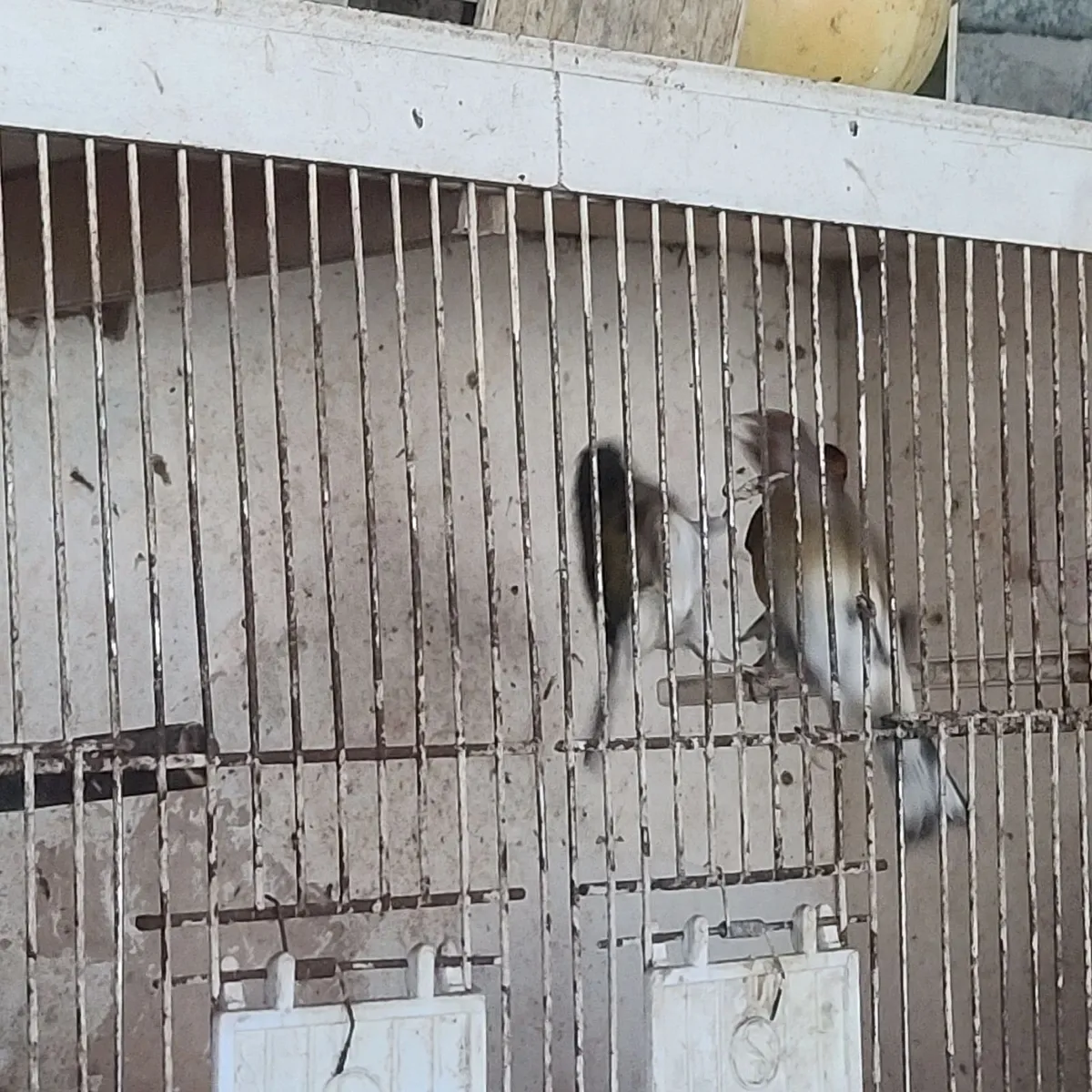 Birds for sale Canaries - Image 3