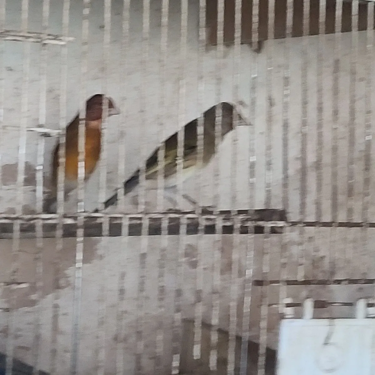 Birds for sale Canaries - Image 1