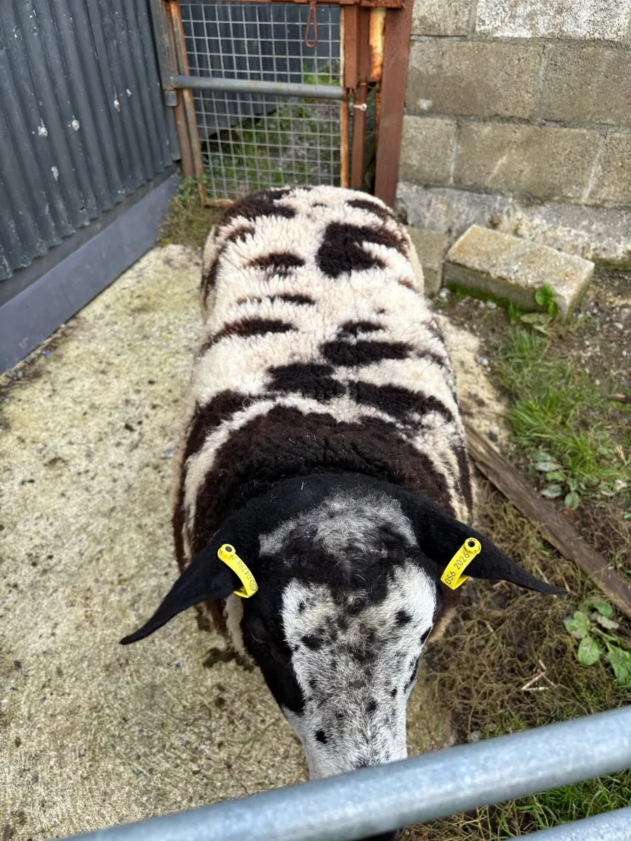 Dutch Spotted Ram Lamb - Image 1