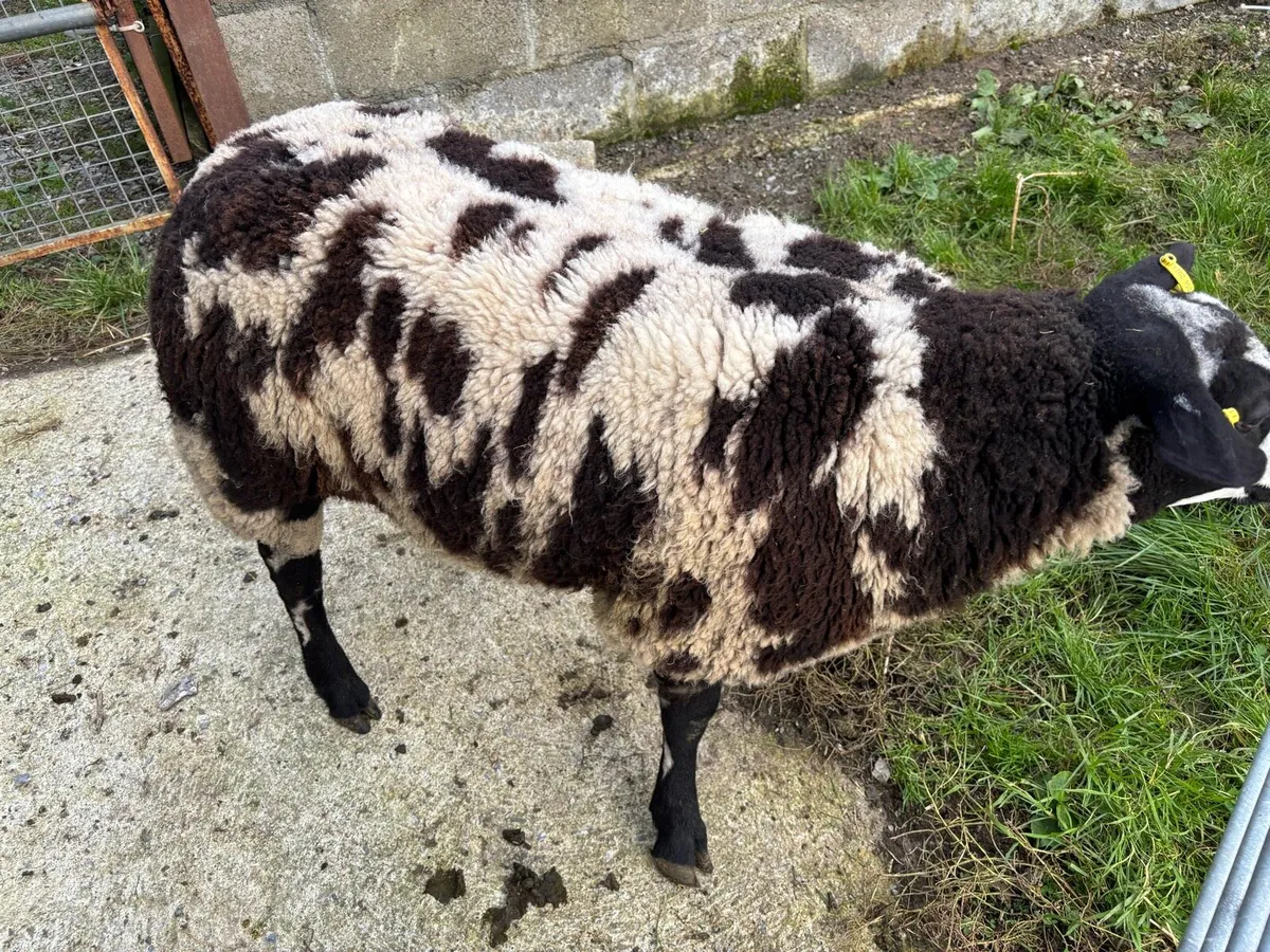 Dutch Spotted Ram Lamb - Image 2
