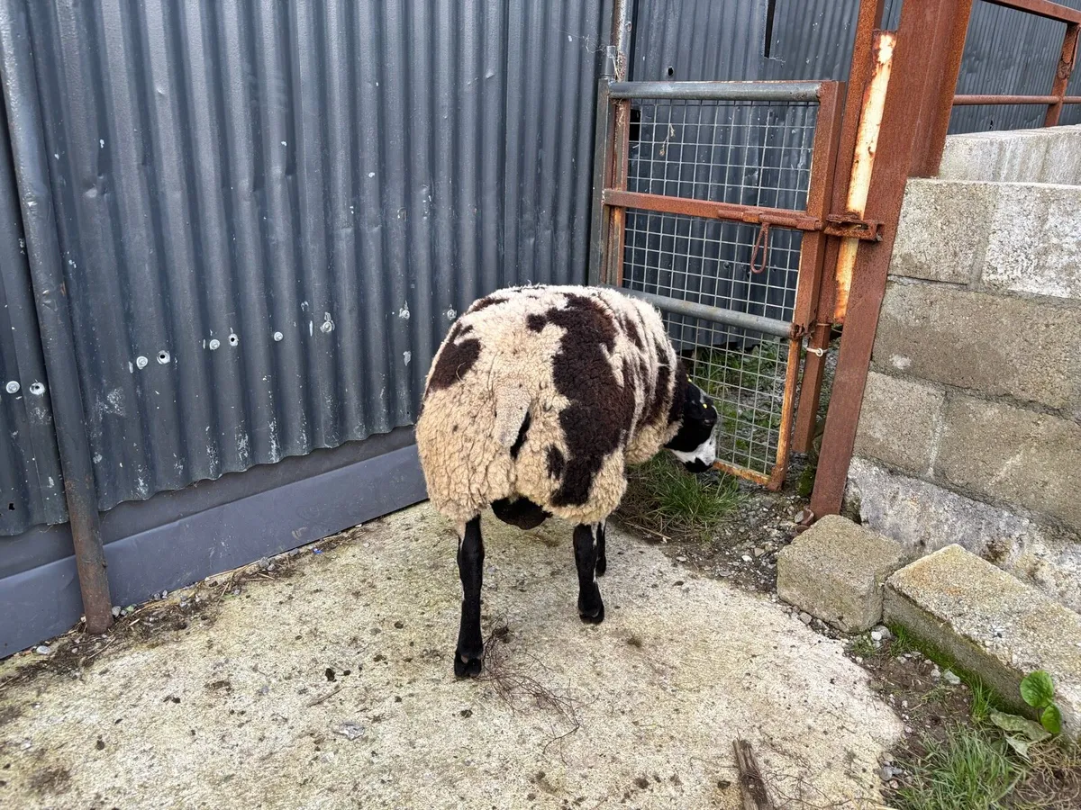 Dutch Spotted Ram Lamb - Image 3