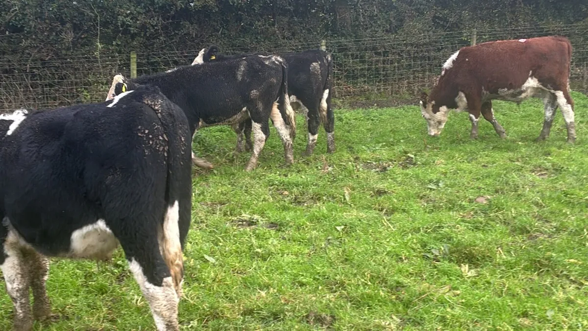 14 super Hereford store bullocks - Image 2