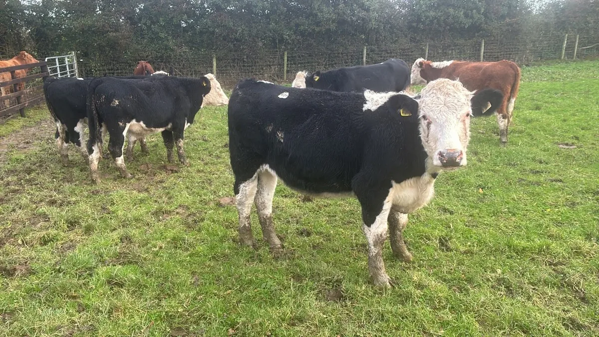 14 super Hereford store bullocks - Image 3