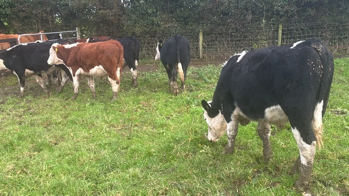 14 super Hereford store bullocks - Image 1