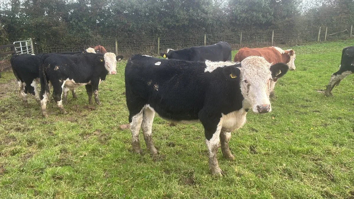 14 super Hereford store bullocks - Image 4