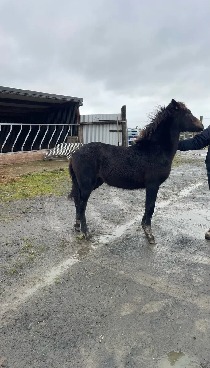 May 26 Connemara Filly - Image 1