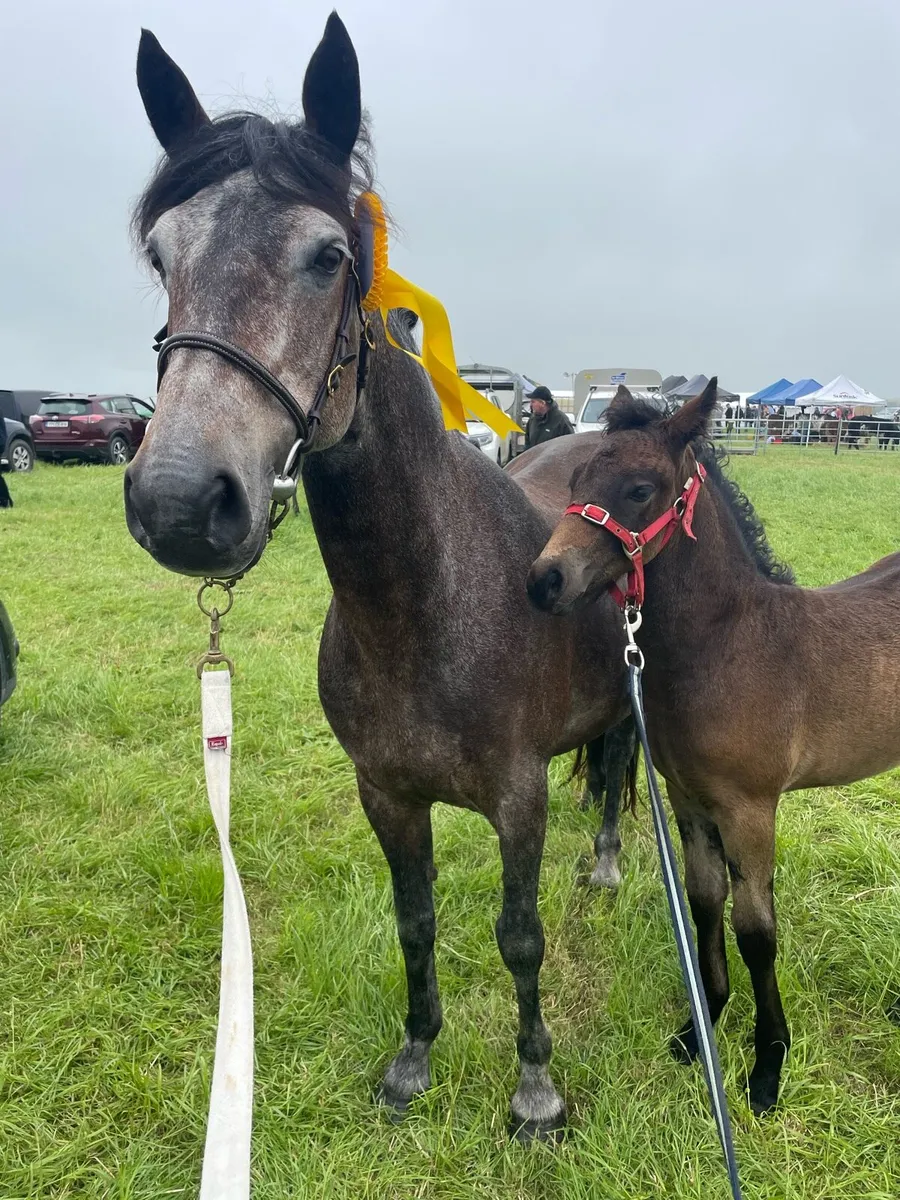 May 26 Connemara Filly - Image 4