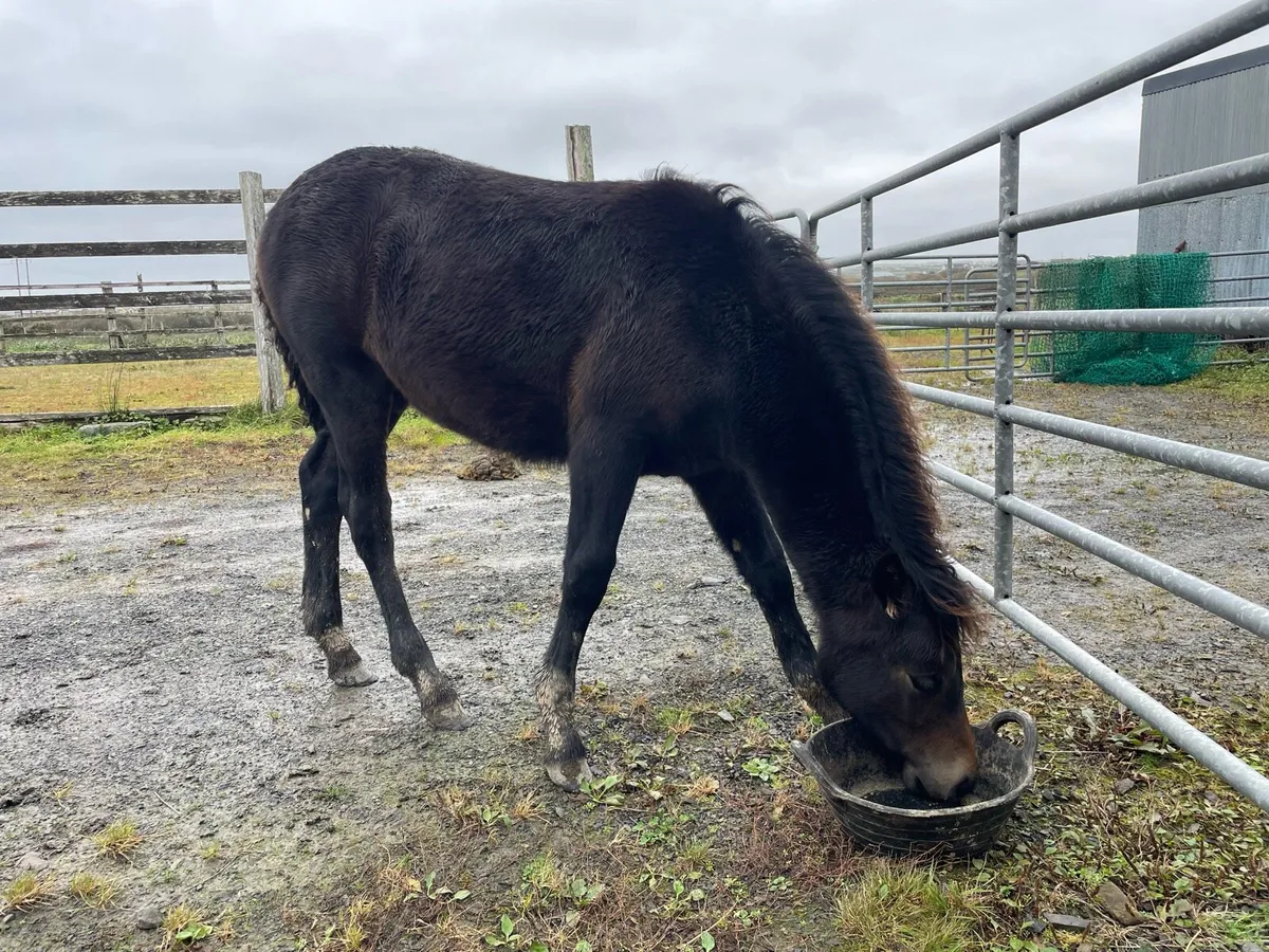 May 26 Connemara Filly - Image 2